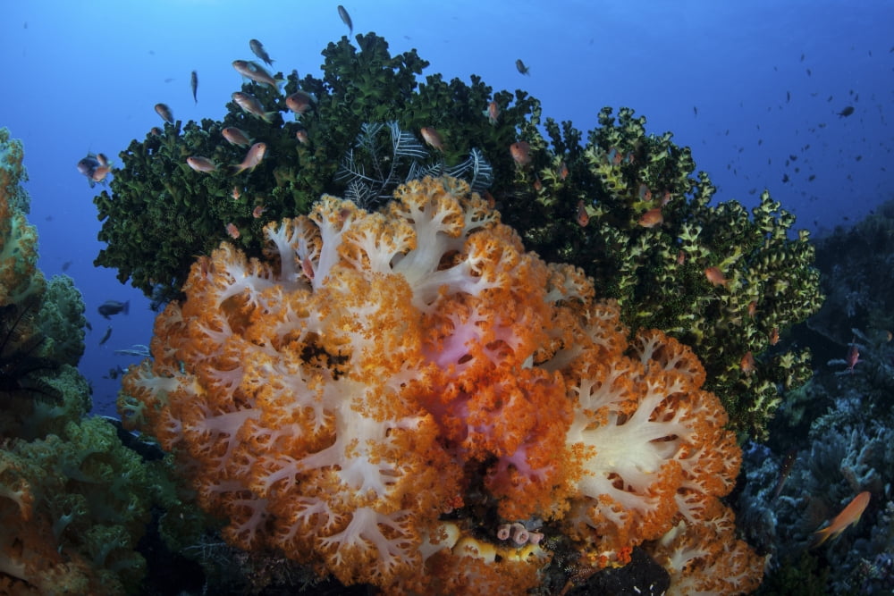 A beautiful cluster of soft coral colonies on a coral reef in Indonesia Canvas Art - Ethan DanielsStocktrek Images (34 x 23)