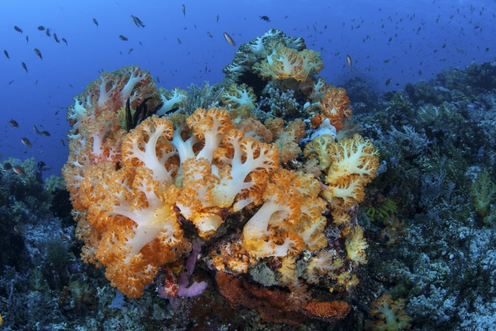 A beautiful cluster of soft coral colonies on a coral reef in Indonesia Canvas Art - Ethan DanielsStocktrek Images (34 x 23)