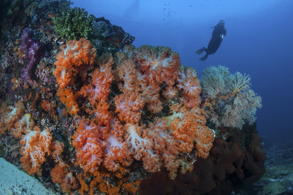 A beautiful cluster of soft coral colonies on a reef in Indonesia Canvas Art - Ethan DanielsStocktrek Images (17 x 12)