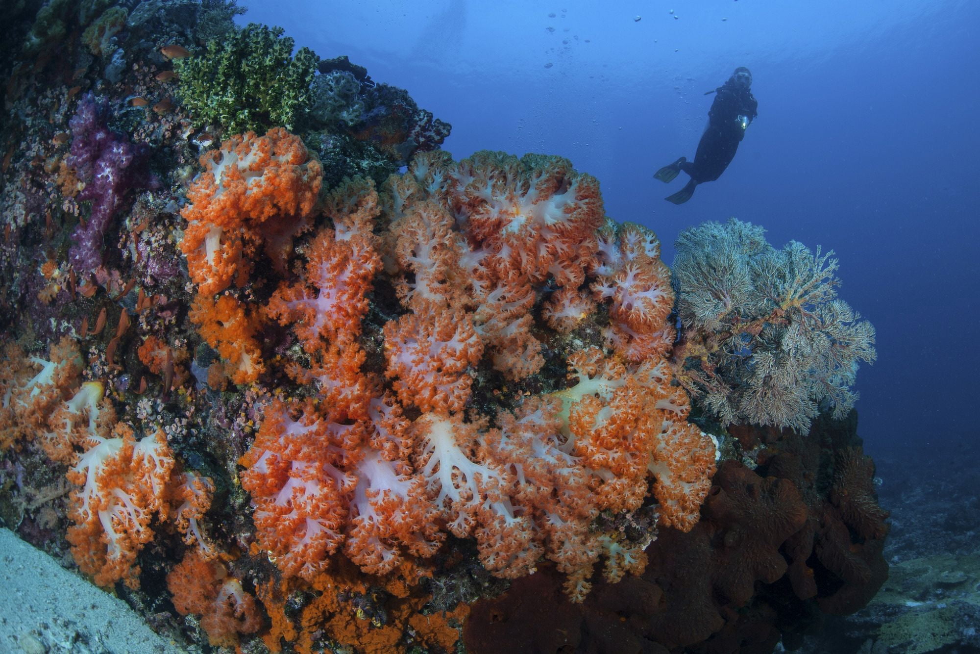 A beautiful cluster of soft coral colonies on a reef in Indonesia Canvas Art - Ethan DanielsStocktrek Images (34 x 23)