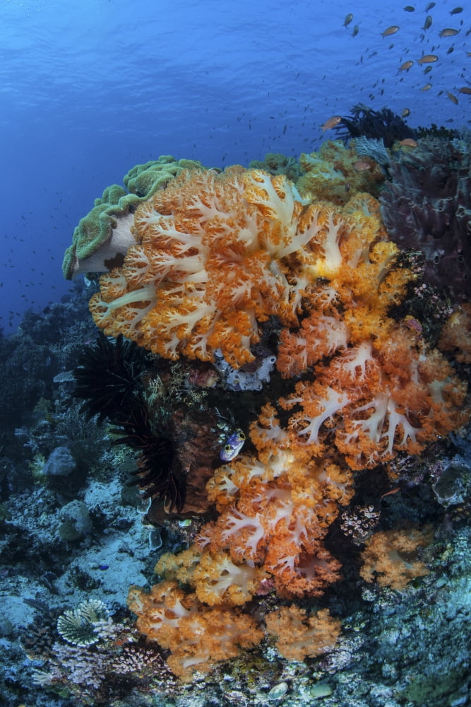 A beautiful cluster of soft coral on a coral reef in Indonesia Canvas Art - Ethan DanielsStocktrek Images (23 x 34)