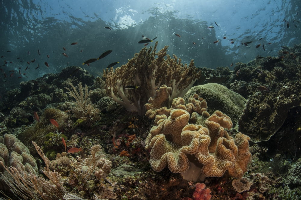 A beautiful coral reef grows in Komodo National Park Indonesia Canvas Art - Ethan DanielsStocktrek Images (17 x 12)