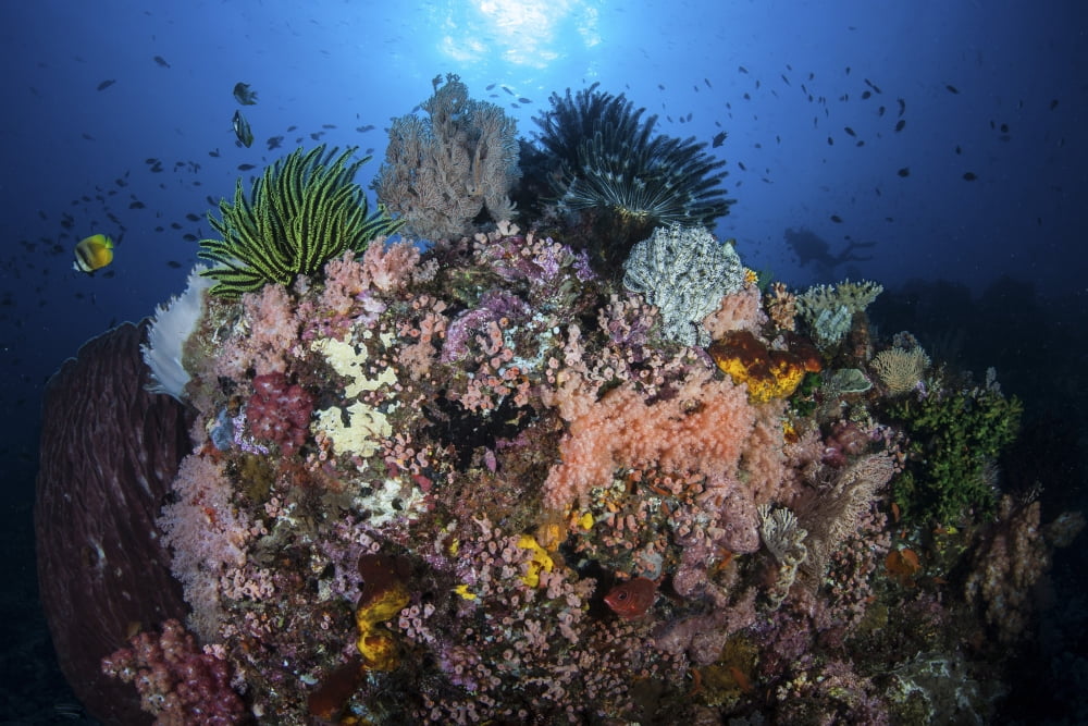 A beautiful coral reef grows in Komodo National Park Indonesia Canvas Art - Ethan DanielsStocktrek Images (34 x 23)