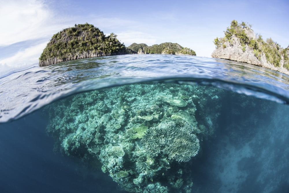 A beautiful coral reef grows in Raja Ampat Indonesia Canvas Art - Ethan DanielsStocktrek Images (17 x 12)
