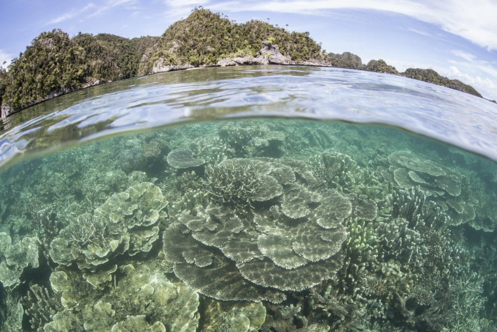 A beautiful coral reef grows near a set of limestone islands Canvas Art - Ethan DanielsStocktrek Images (34 x 23)