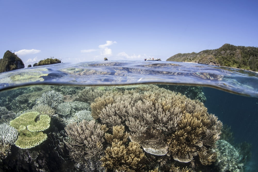 A beautiful coral reef in Raja Ampat Indonesia Canvas Art - Ethan DanielsStocktrek Images (17 x 12)