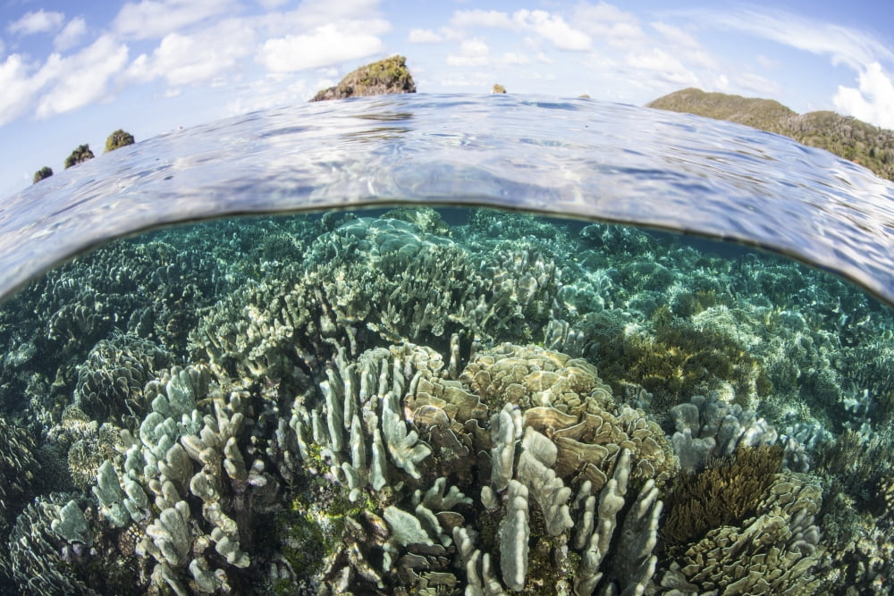 A beautiful coral reef in Raja Ampat Indonesia Canvas Art - Ethan DanielsStocktrek Images (17 x 12)