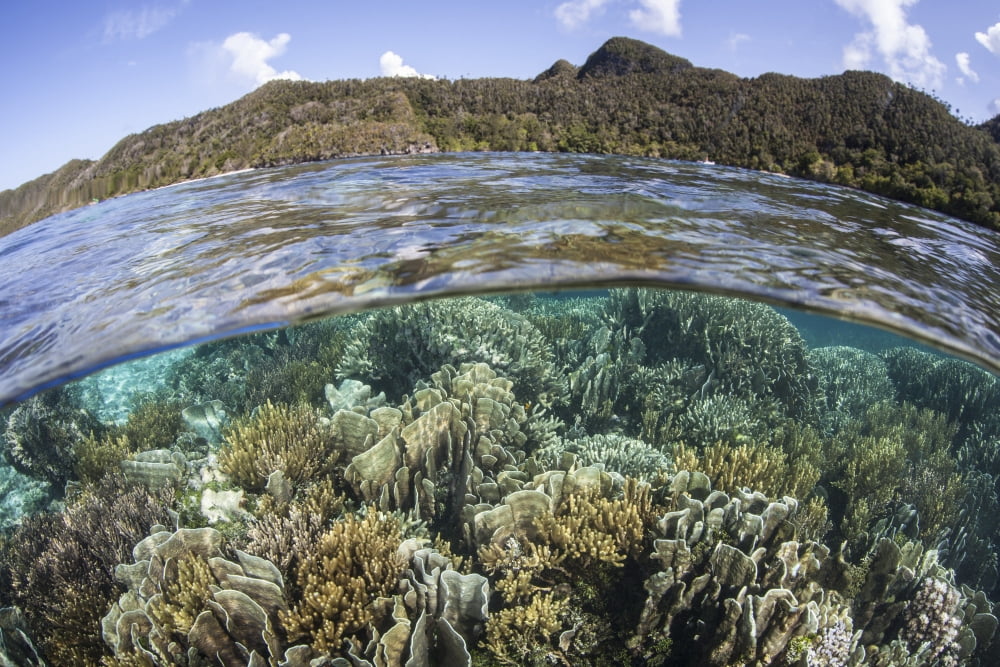 A beautiful coral reef in Raja Ampat Indonesia Canvas Art - Ethan DanielsStocktrek Images (17 x 12)