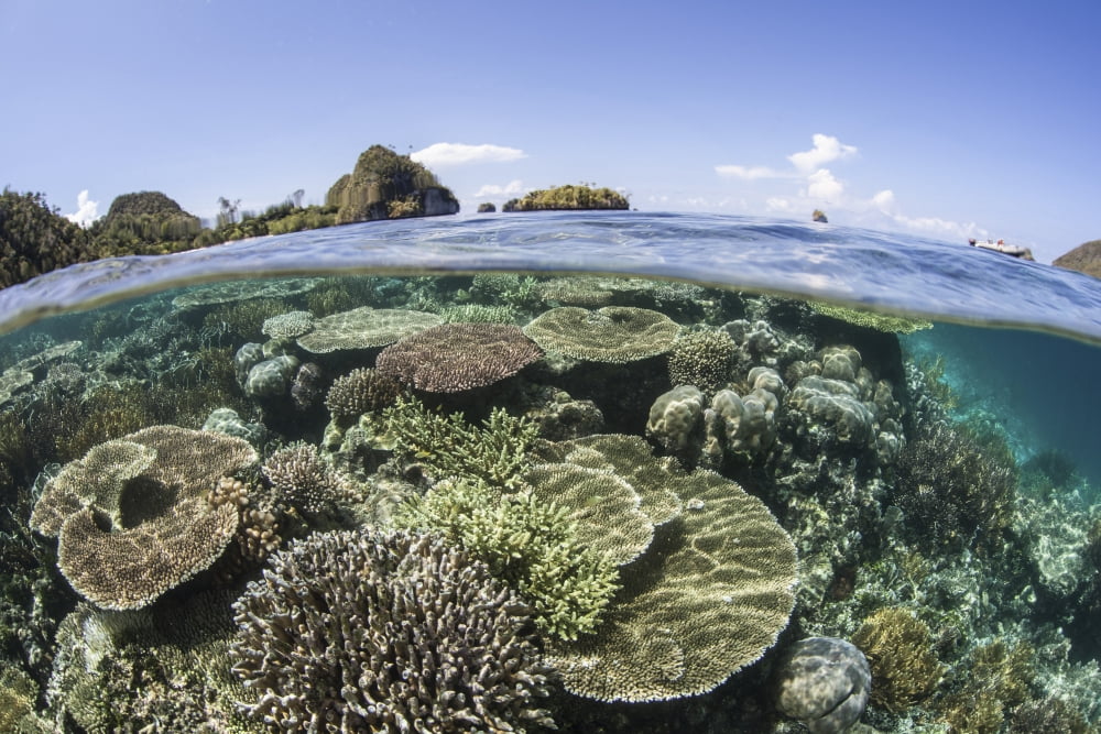 A beautiful coral reef in Raja Ampat Indonesia Canvas Art - Ethan DanielsStocktrek Images (17 x 12)