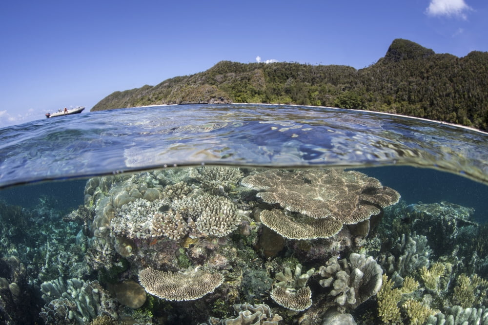 A beautiful coral reef in Raja Ampat Indonesia Canvas Art - Ethan DanielsStocktrek Images (17 x 12)
