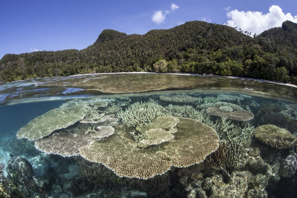 A beautiful coral reef in Raja Ampat Indonesia Canvas Art - Ethan DanielsStocktrek Images (34 x 23)