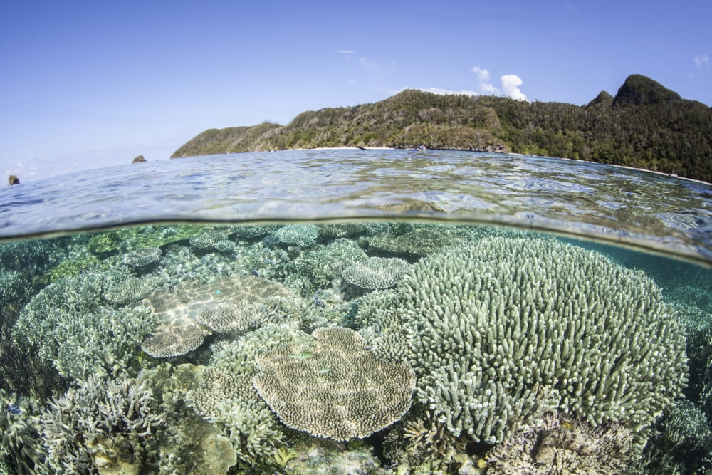 A beautiful coral reef in Raja Ampat Indonesia Canvas Art - Ethan DanielsStocktrek Images (34 x 23)