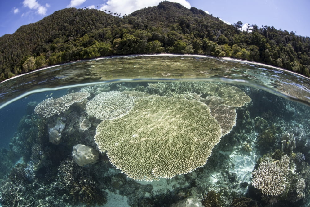A beautiful coral reef in Raja Ampat Indonesia Canvas Art - Ethan DanielsStocktrek Images (34 x 23)