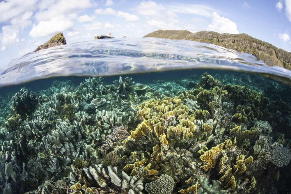 A beautiful coral reef in Raja Ampat Indonesia Canvas Art - Ethan DanielsStocktrek Images (34 x 23)