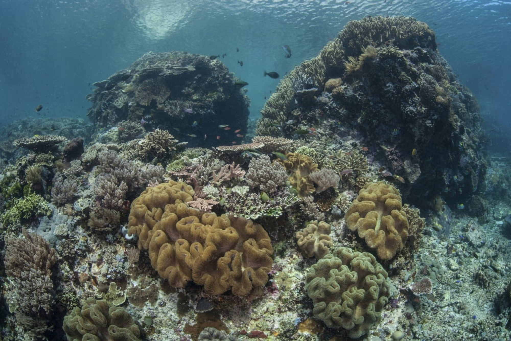 A beautiful coral reef thrives in Komodo National Park Indonesia Canvas Art - Ethan DanielsStocktrek Images (17 x 12)