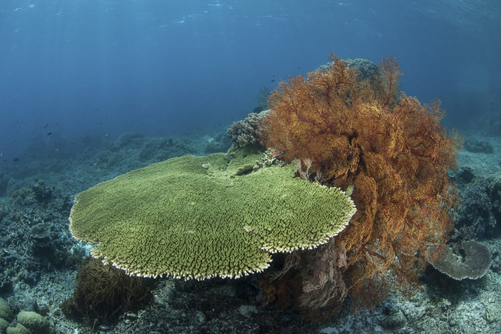 A beautiful coral reef thrives in Komodo National Park Indonesia Canvas Art - Ethan DanielsStocktrek Images (17 x 12)
