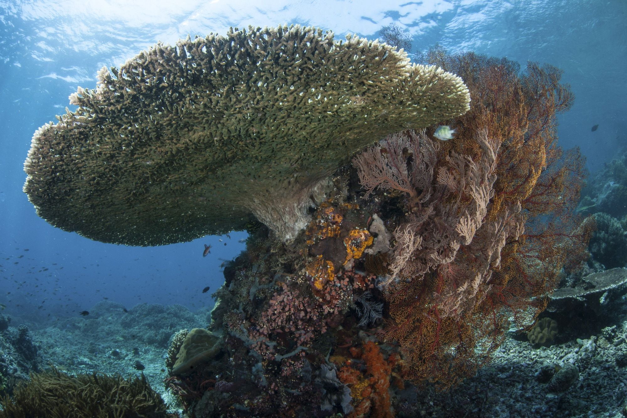 A beautiful coral reef thrives in Komodo National Park Indonesia Canvas Art - Ethan DanielsStocktrek Images (34 x 23)