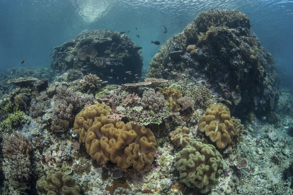 A beautiful coral reef thrives in Komodo National Park Indonesia Canvas Art - Ethan DanielsStocktrek Images (34 x 23)