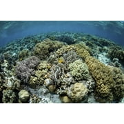 A beautiful coral reef thrives in Wakatobi National Park, Indonesia. Poster Print by Ethan Daniels/Stocktrek Images (17 x 11)