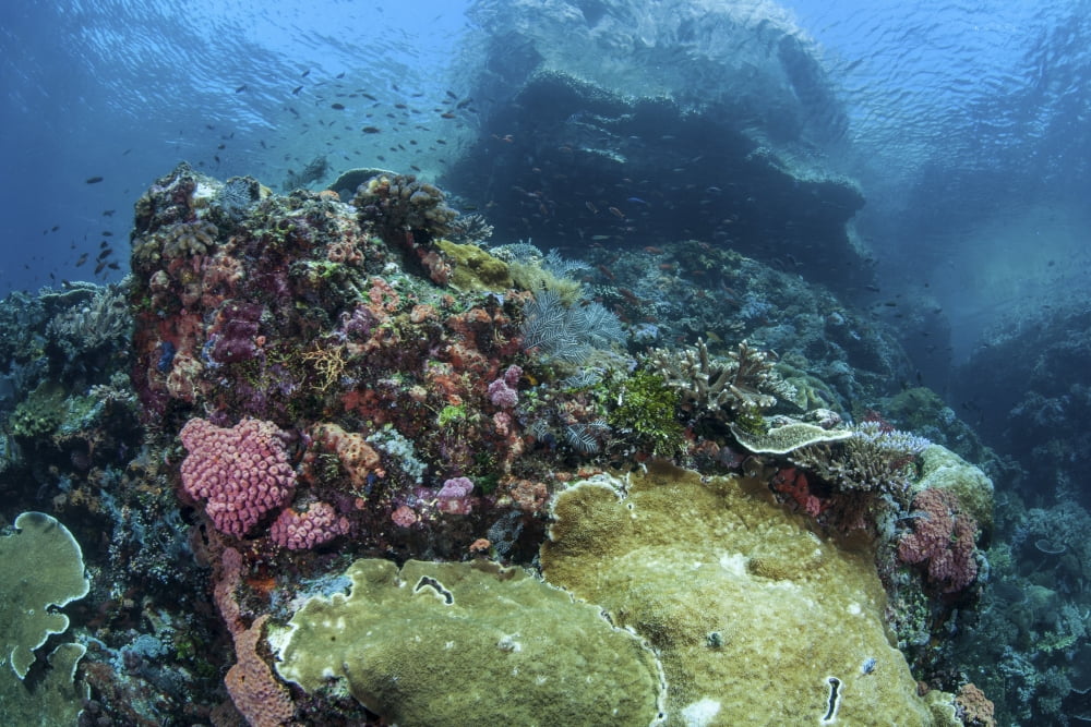 A beautiful coral reef thrives on an underwater slope in Indonesia Canvas Art - Ethan DanielsStocktrek Images (17 x 12)