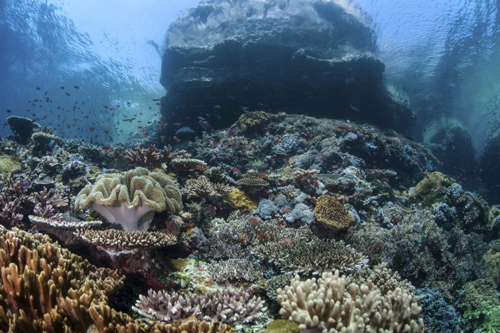 A beautiful coral reef thrives on an underwater slope in Indonesia Canvas Art - Ethan DanielsStocktrek Images (34 x 23)