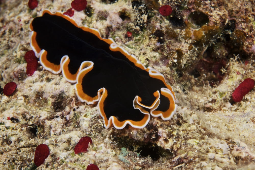 A beautiful flatworm feeds on algae Fiji Canvas Art - Terry MooreStocktrek Images (18 x 12)