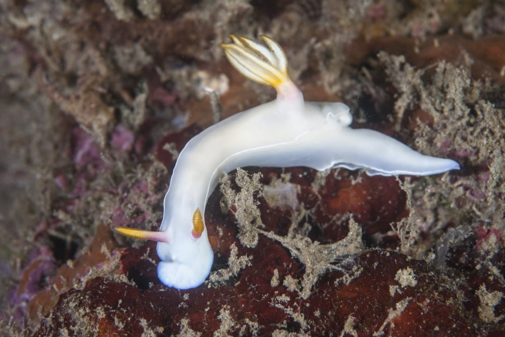 A beautiful nudibranch crawls across a reef in Indonesia Canvas Art - Ethan DanielsStocktrek Images (34 x 23)