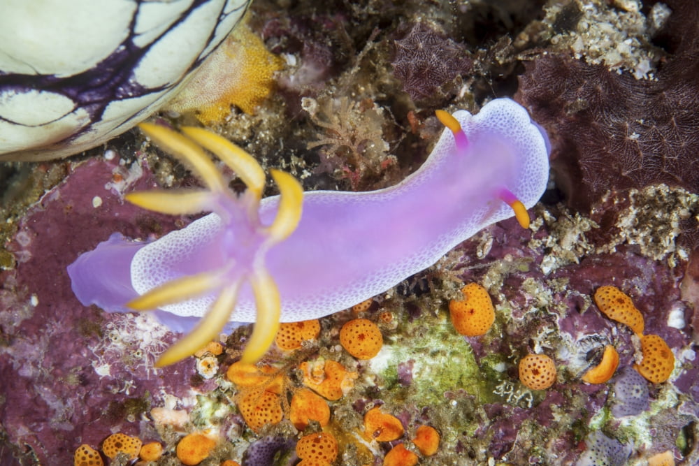 A beautiful nudibranch crawls slowly across a reef Canvas Art - Ethan DanielsStocktrek Images (17 x 12)