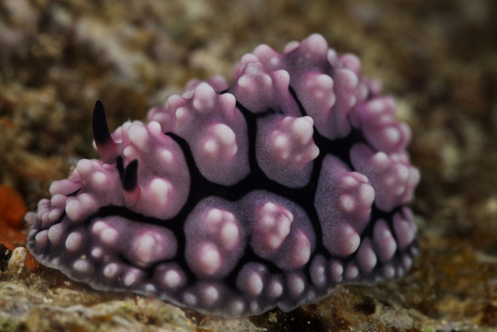 A beautiful nudibranch feeds on algae Fiji Canvas Art - Terry MooreStocktrek Images (35 x 23)