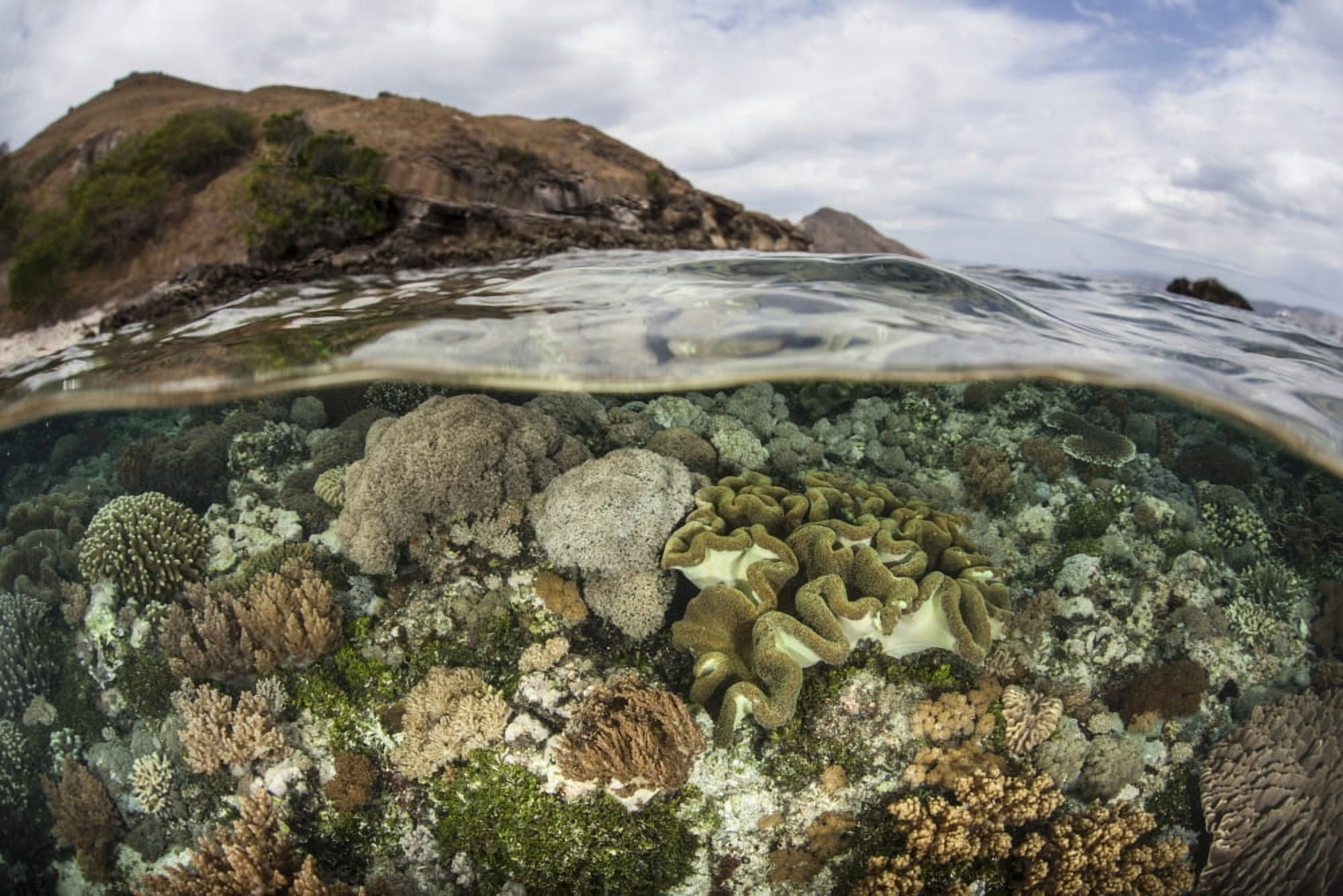 A beautiful reef grows in Komodo National Park Indonesia Canvas Art - Ethan DanielsStocktrek Images (17 x 12)
