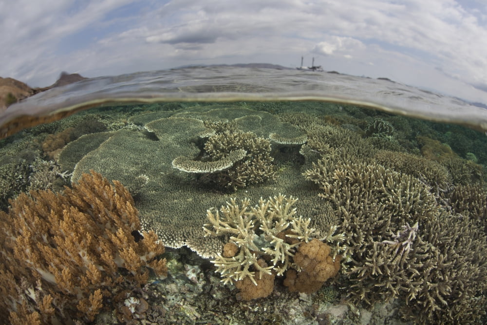 A beautiful reef grows in Komodo National Park Indonesia Canvas Art - Ethan DanielsStocktrek Images (17 x 12)