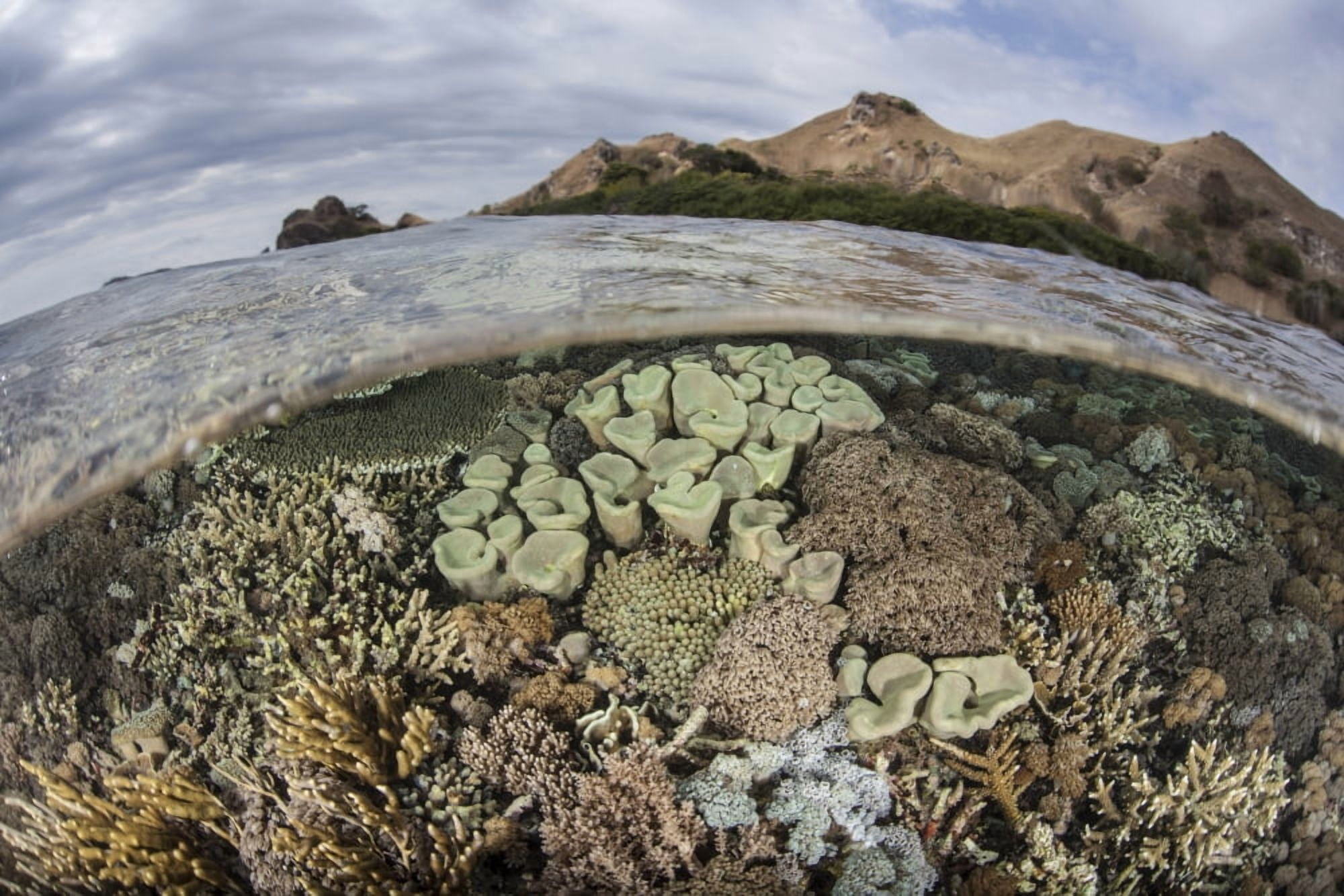 A beautiful reef grows in Komodo National Park Indonesia Canvas Art - Ethan DanielsStocktrek Images (17 x 12)