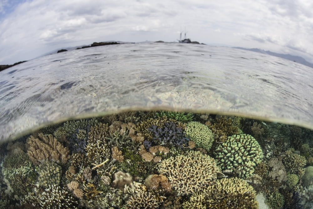 A beautiful reef grows in Komodo National Park Indonesia Canvas Art - Ethan DanielsStocktrek Images (34 x 23)