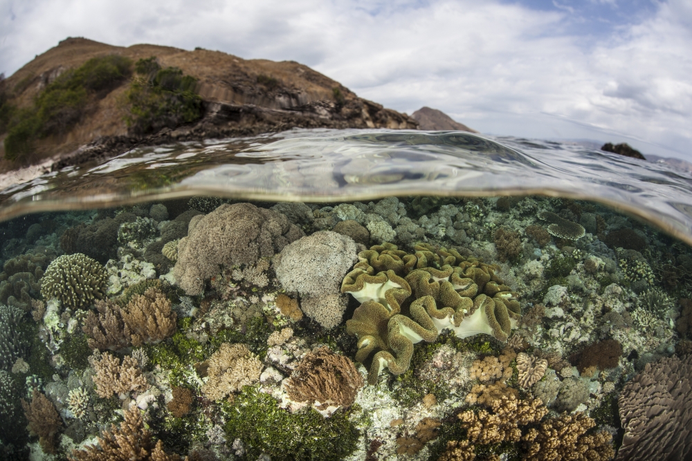 A beautiful reef grows in Komodo National Park Indonesia Canvas Art - Ethan DanielsStocktrek Images (34 x 23)