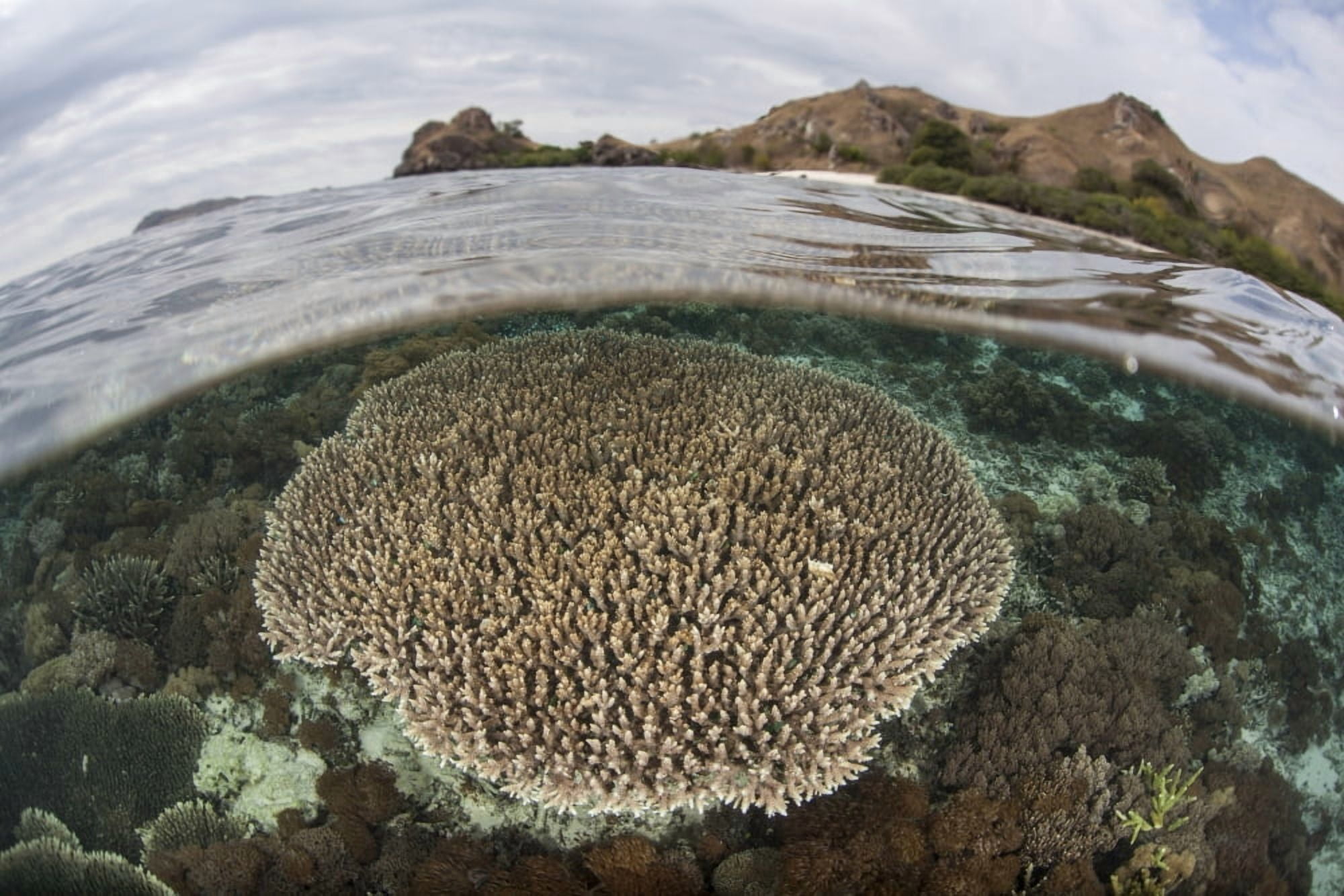 A beautiful reef grows in Komodo National Park Indonesia Canvas Art - Ethan DanielsStocktrek Images (34 x 23)