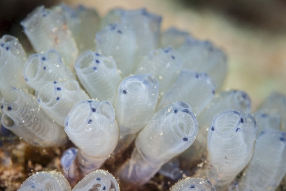 A beautiful set of tiny tunicates grows on a reef in Indonesia Canvas Art - Ethan DanielsStocktrek Images (17 x 12)