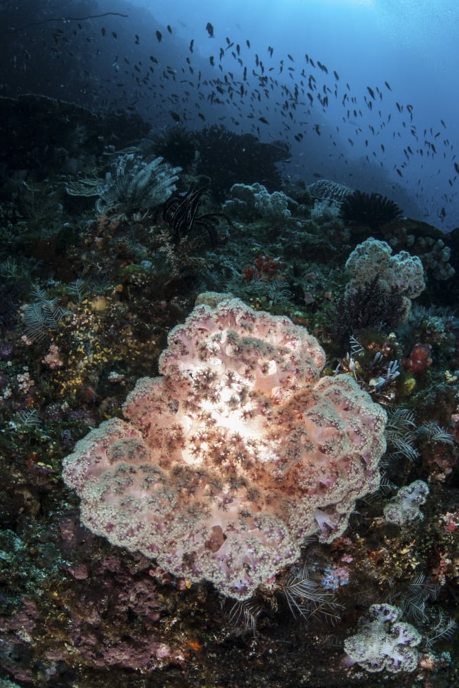 A beautiful soft coral colony grows on a reef slope in Indonesia Canvas Art - Ethan DanielsStocktrek Images (12 x 17)