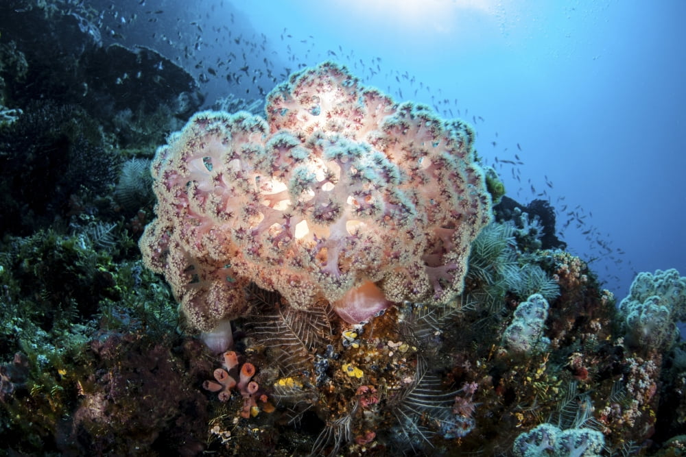 A beautiful soft coral colony grows on a reef slope in Indonesia Canvas Art - Ethan DanielsStocktrek Images (34 x 23)