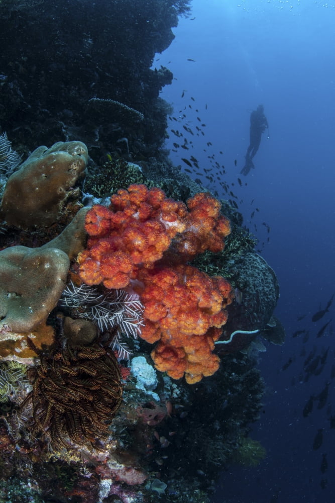 A beautiful soft coral colony grows on a reef wall in Indonesia Canvas Art - Ethan DanielsStocktrek Images (12 x 17)