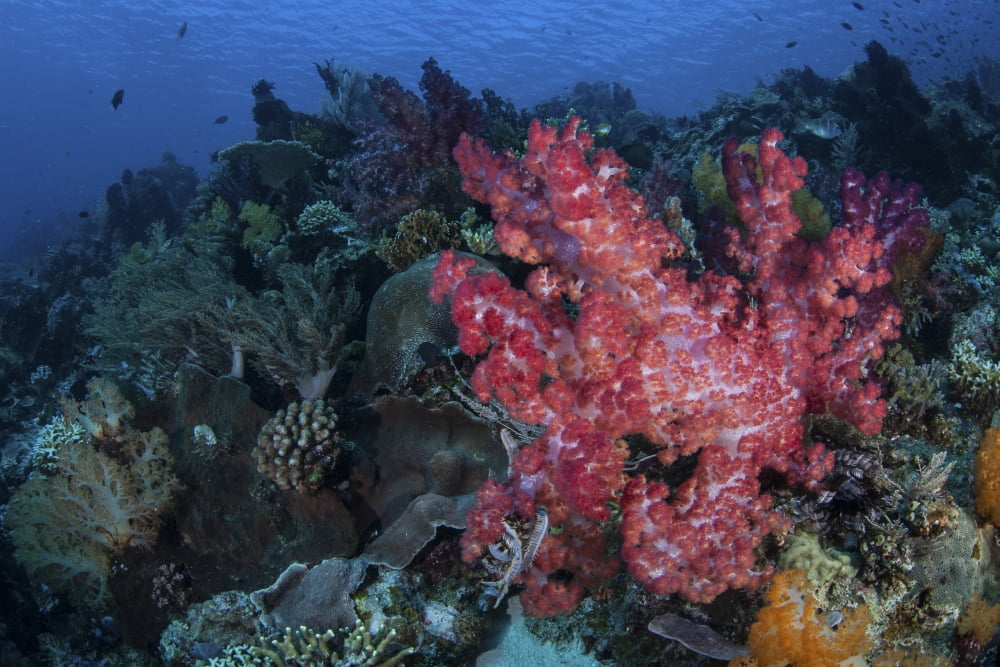 A beautiful soft coral colony on a coral reef in Indonesia Canvas Art - Ethan DanielsStocktrek Images (17 x 12)