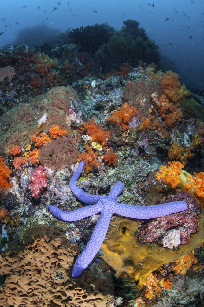 A beautiful starfish lays on a thriving reef in Indonesia Canvas Art - Ethan DanielsStocktrek Images (12 x 17)