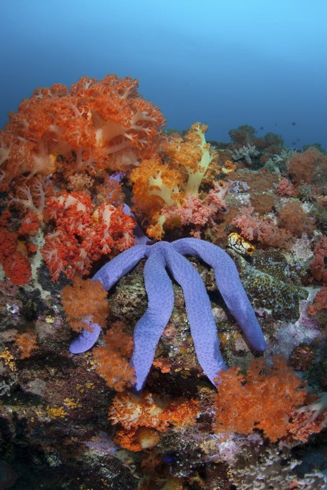 A beautiful starfish lays on a thriving reef in Indonesia Canvas Art - Ethan DanielsStocktrek Images (23 x 34)
