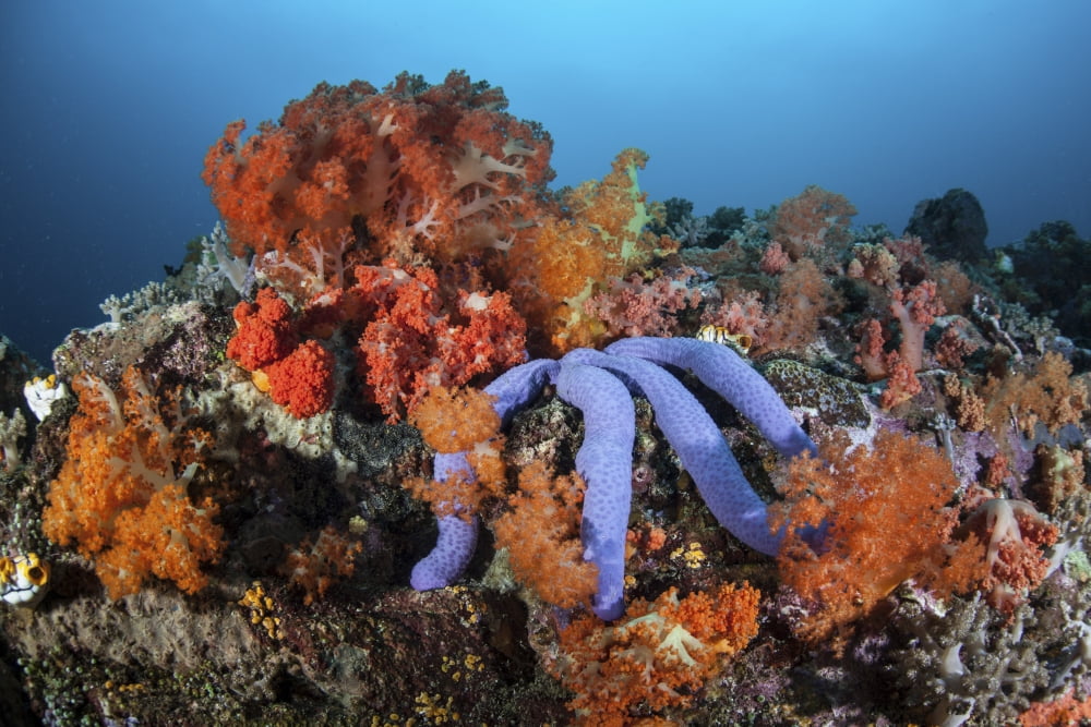 A beautiful starfish lays on a thriving reef in Indonesia Canvas Art - Ethan DanielsStocktrek Images (34 x 23)