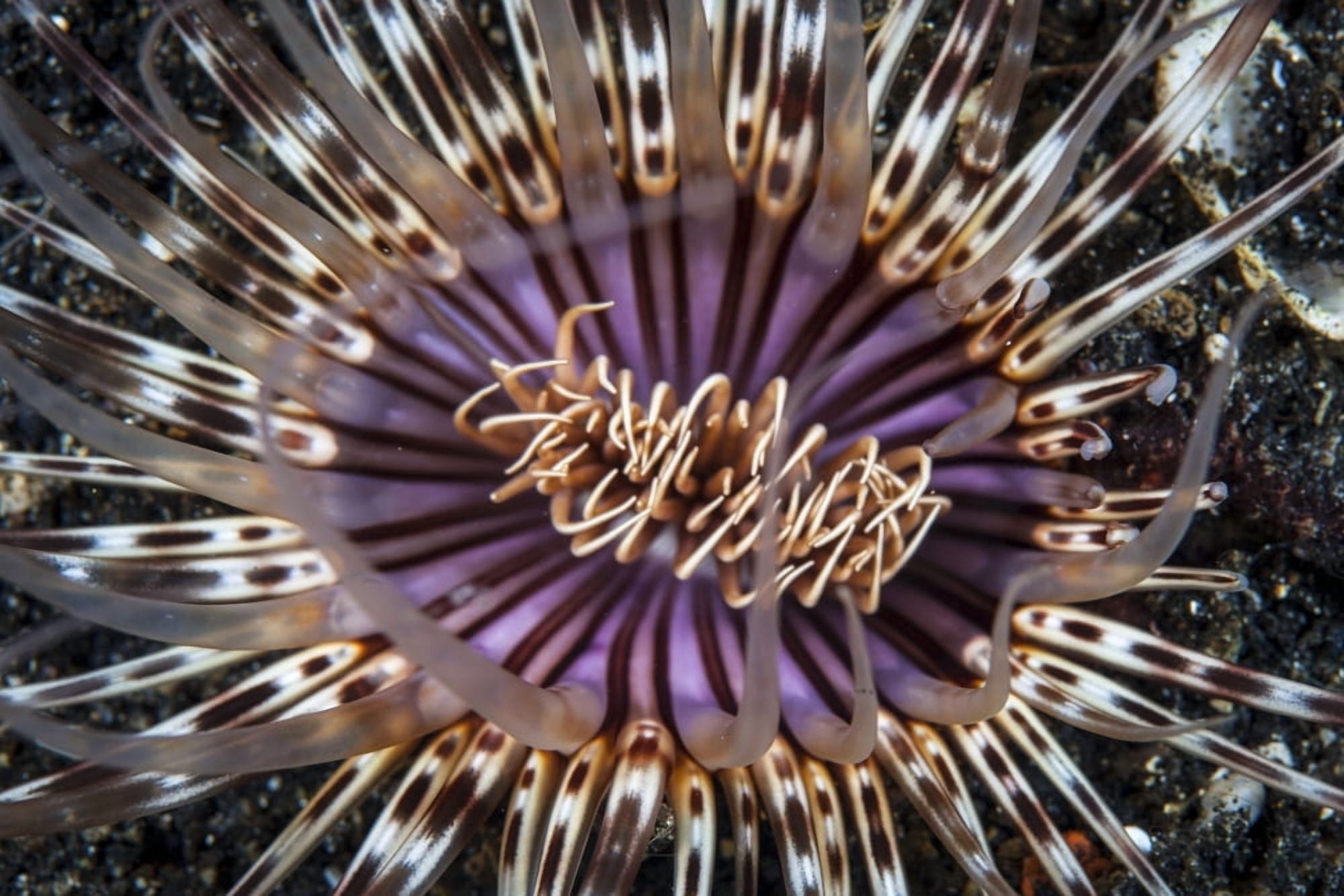 A beautiful tube anemone Lembeh Strait Indonesia Canvas Art - Ethan DanielsStocktrek Images (34 x 23)