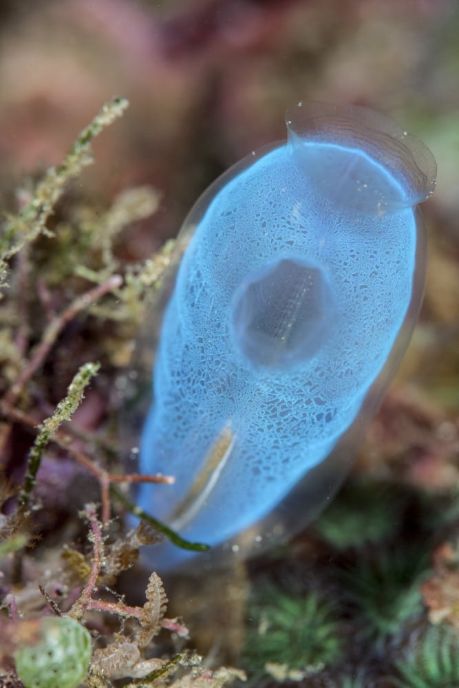 A beautiful tunicate grows on a reef in Indonesia Canvas Art - Ethan DanielsStocktrek Images (23 x 34)