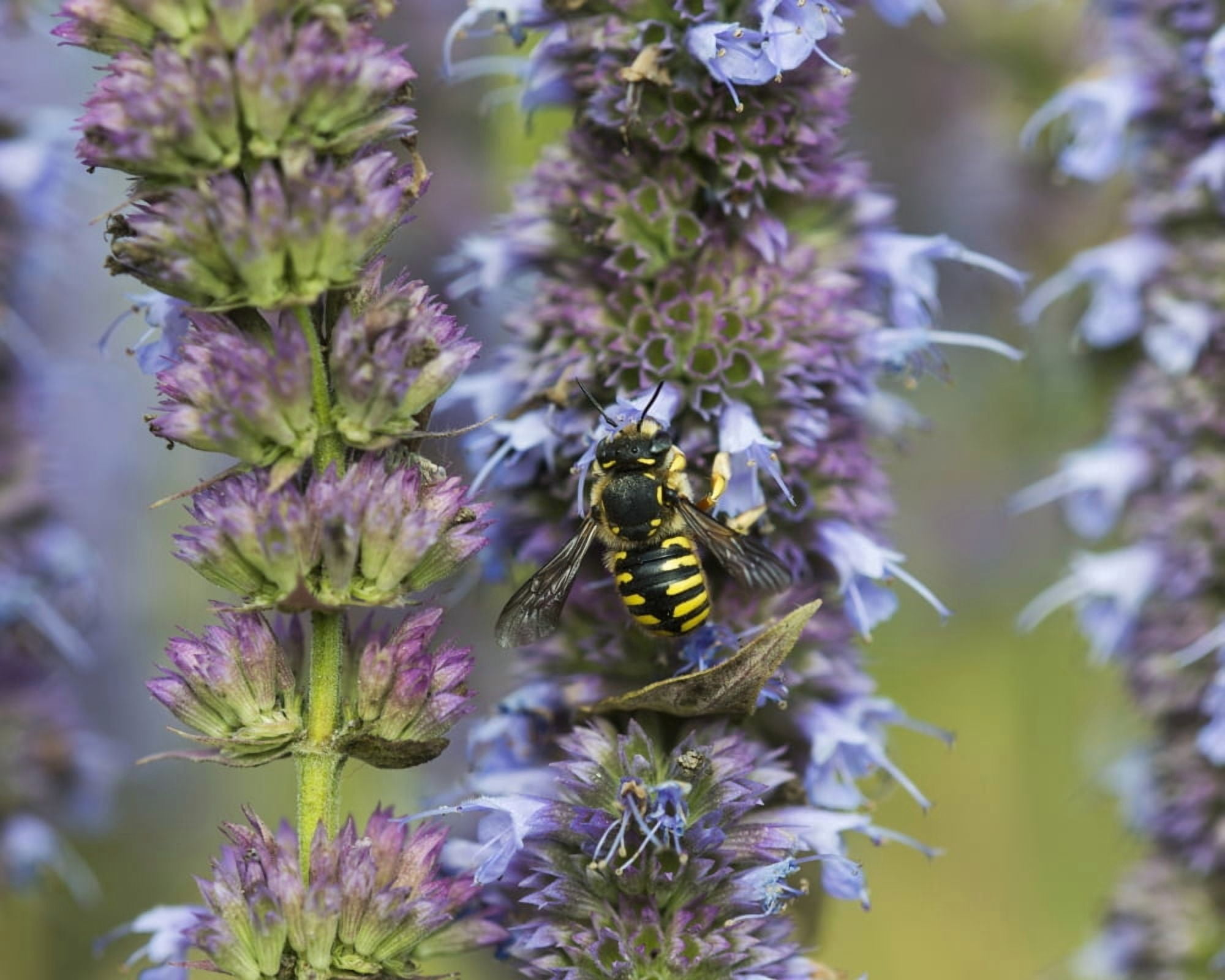 A bee fuels up on nectar from flowers in a garden Astoria Oregon United States of America Canvas Art - Robert L Potts Design Pics (34 x 26)