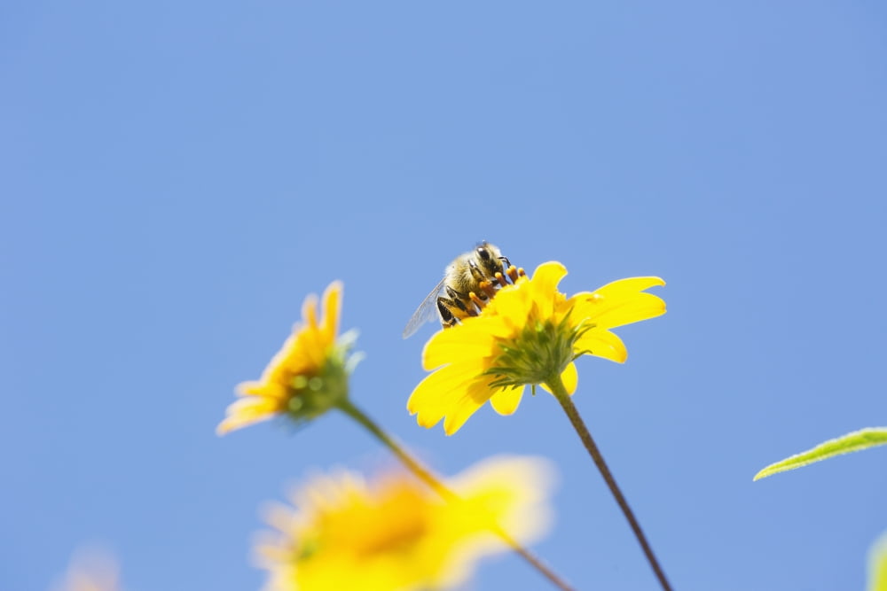 A bee is busy pollenating flowers as it goes about its job collecting pollen Bolivia Canvas Art - Robert Postma Design Pics (19 x 12)