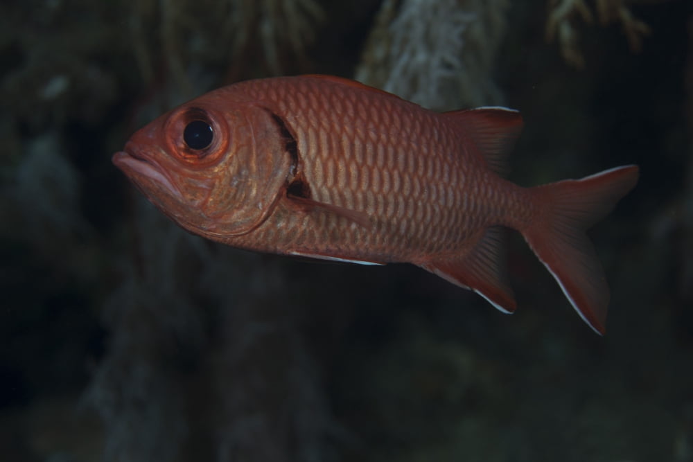 A bigscale soldierfish Fiji Canvas Art - Terry MooreStocktrek Images (18 x 12)