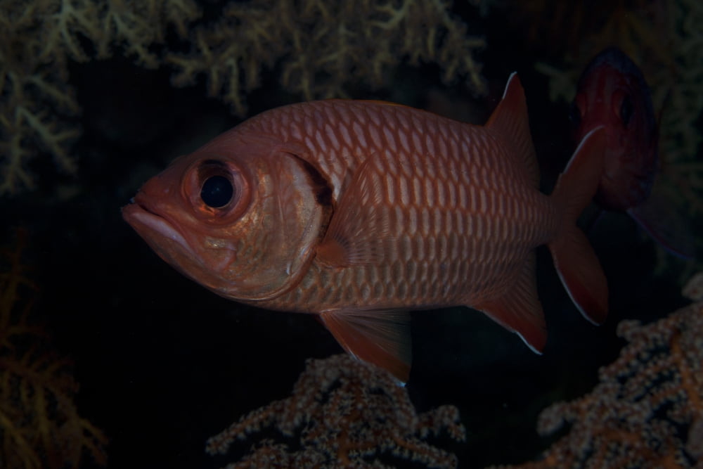 A bigscale soldierfish Fiji Canvas Art - Terry MooreStocktrek Images (18 x 12)
