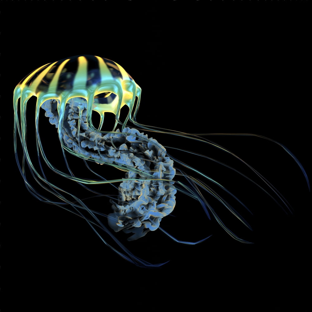 A bioluminescent Jellyfish Canvas Art - Corey FordStocktrek Images (29 x 29)